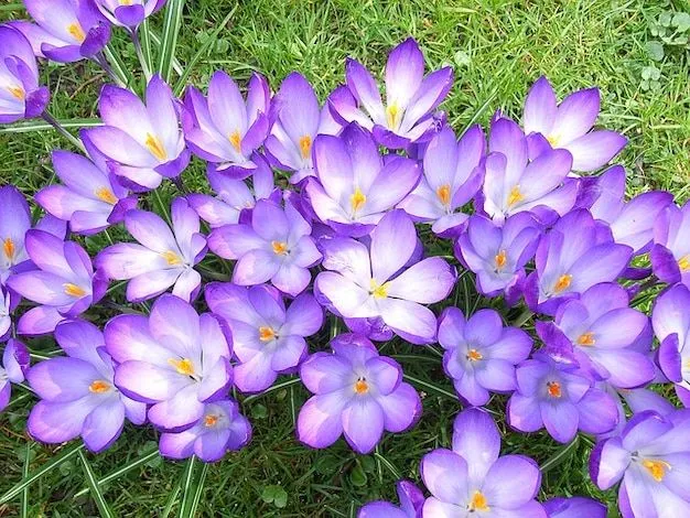 Flor de azafrán violeta | Descargar Fotos gratis