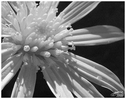 Flor en B/N | jggWeb: Fotografía por Juan García- Flor en B/N | jggWeb: Fotografía por Juan García-
