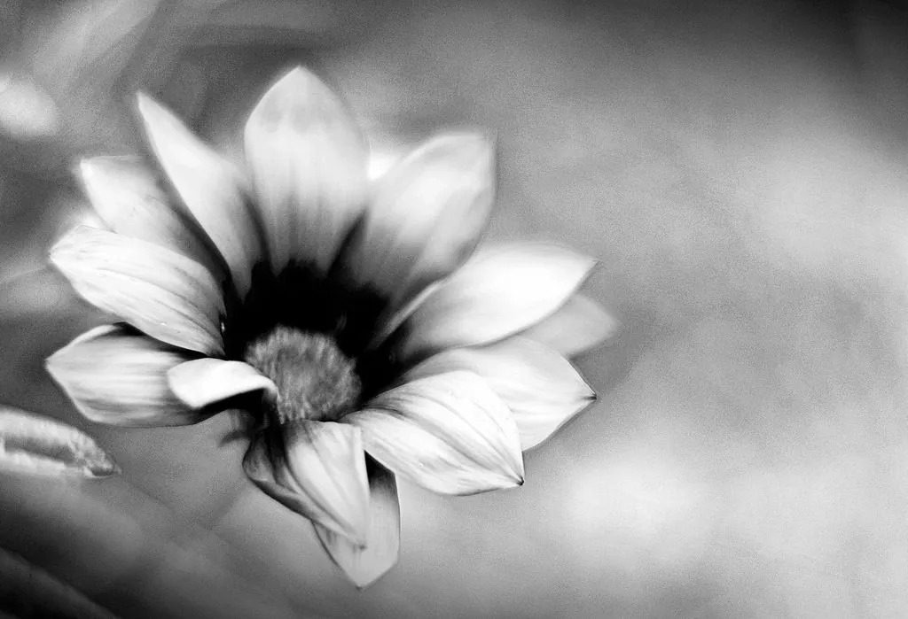 Flor en blanco y negro | cuentosdeayeresperdidos