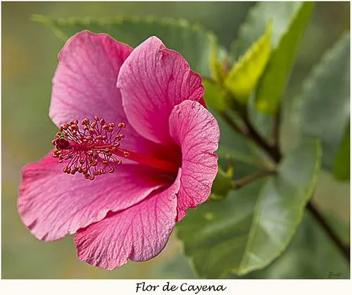 Flor De Cayena | Flickr - Photo Sharing!