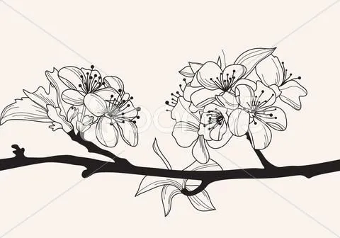 flor de cerezo dibujo blanco y negro - Buscar con Google | dibujo ...
