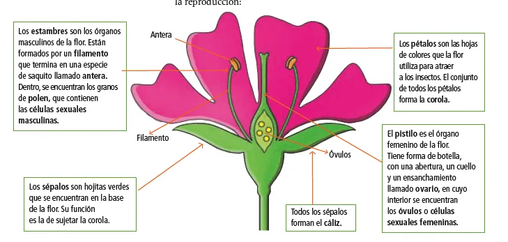 Las partes de la flor con sus funciones - Imagui