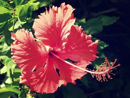 Flor hawaiana - Imagui