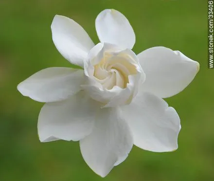 Flor de jazmín del cabo. Gardenia Jasminoides. - Stonek Fotografía ...