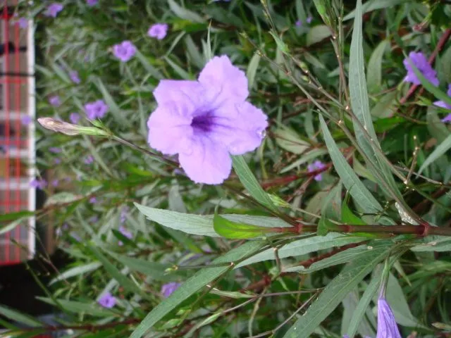 Flor lila - Foro de InfoJardín