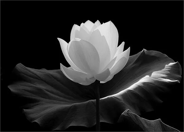 Flor de loto en blanco y negro | Flores blanco y negro | Pinterest