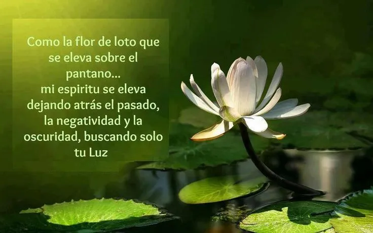Flor de loto | Dalai Lama | Pinterest