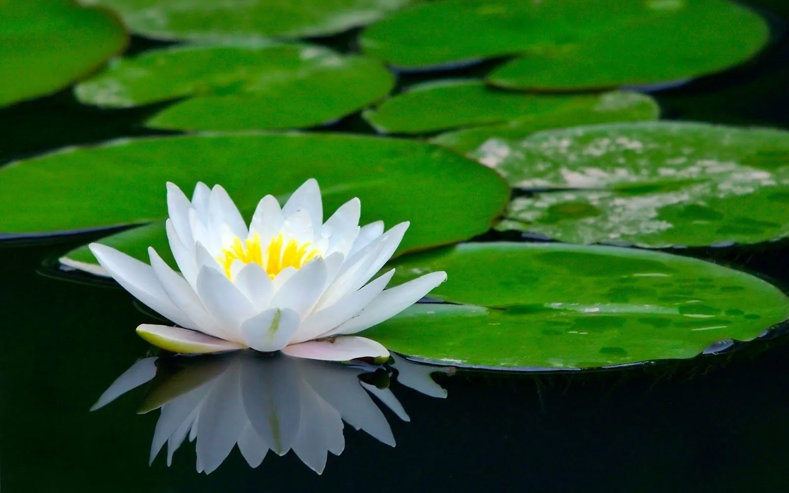 Flor de Loto: Qué es, Concepto, Definición, Significado, Tipos y ...