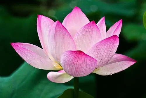 Flor de loto - Jardin del Pescador, Suzhou (China) - a photo on ... Flor de loto - Jardin del Pescador, Suzhou (China) - a photo on ...