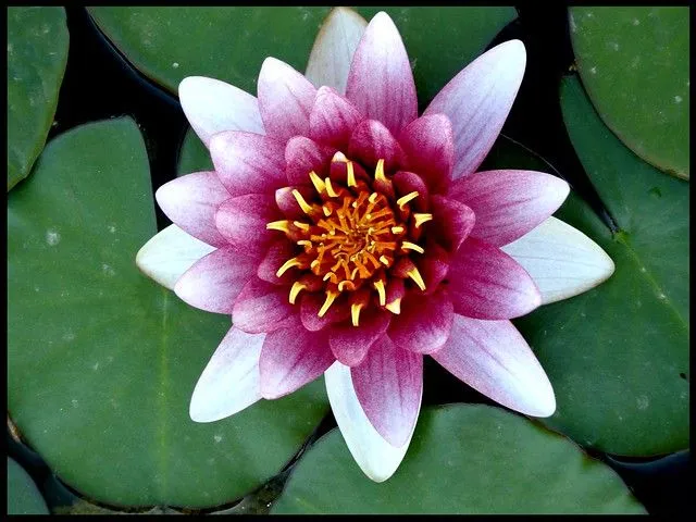 Flor de Loto Rosa | Flickr - Photo Sharing!