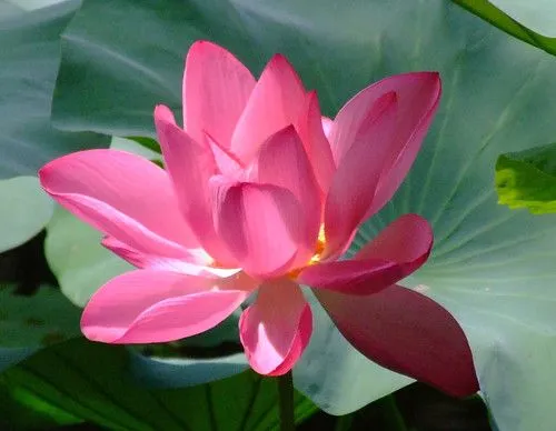 Flor de loto en Suzhou - a photo on Flickriver