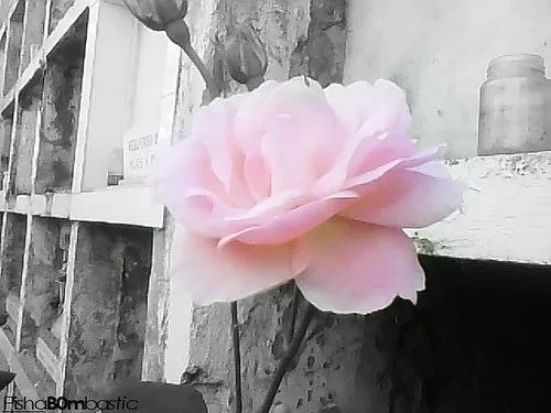 Flor de luto ♥ | Flickr - Photo Sharing!