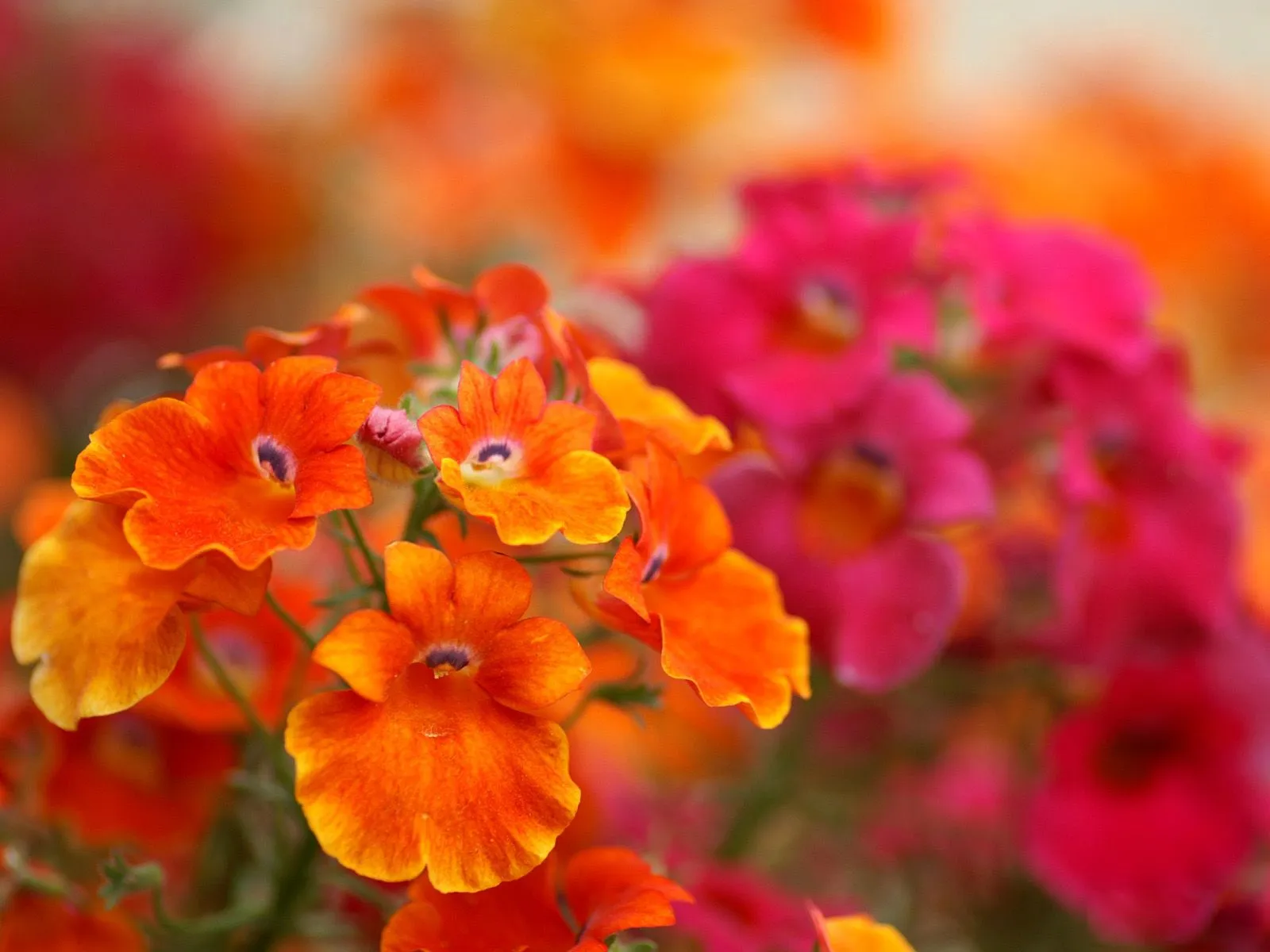 Flor de Menina: Apae promove Expoflor em Campo Novo! Flor de Menina: Apae promove Expoflor em Campo Novo!