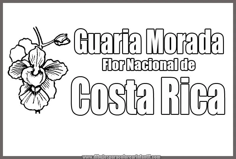 Flor Nacional de Costa Rica - Guaria Morada para colorear ...