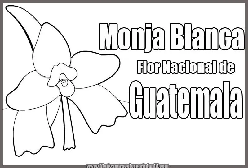Flor Nacional de Guatemala - Monja Blanca para colorear ~ Dibujos ...