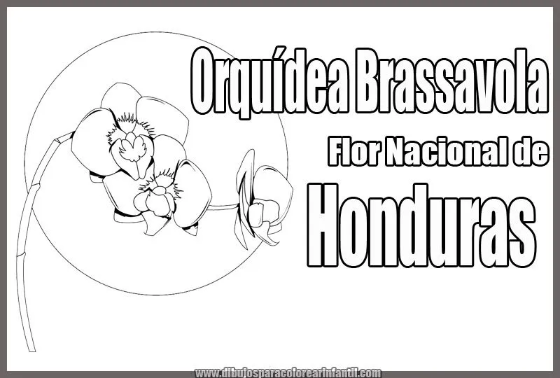 Flor Nacional de Honduras - Orquídea Brassavola para colorear