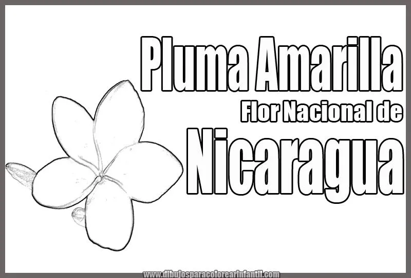 Flor Nacional de Nicaragua - Pluma Amarilla para colorear ...
