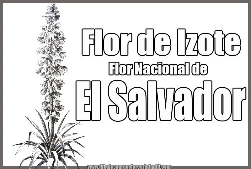 Flor Nacional de El Salvador - Flor de Izote para colorear ...