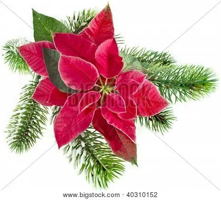 flor de Navidad - rojo flor de Pascua con rama de abeto aislado ...