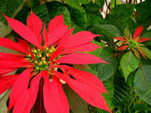 LA FLOR DE NOCHE BUENA, ¿ORIGINARIA DE OAXACA?. * Asi lo refiere ... LA FLOR DE NOCHE BUENA, ¿ORIGINARIA DE OAXACA?. * Asi lo refiere ...