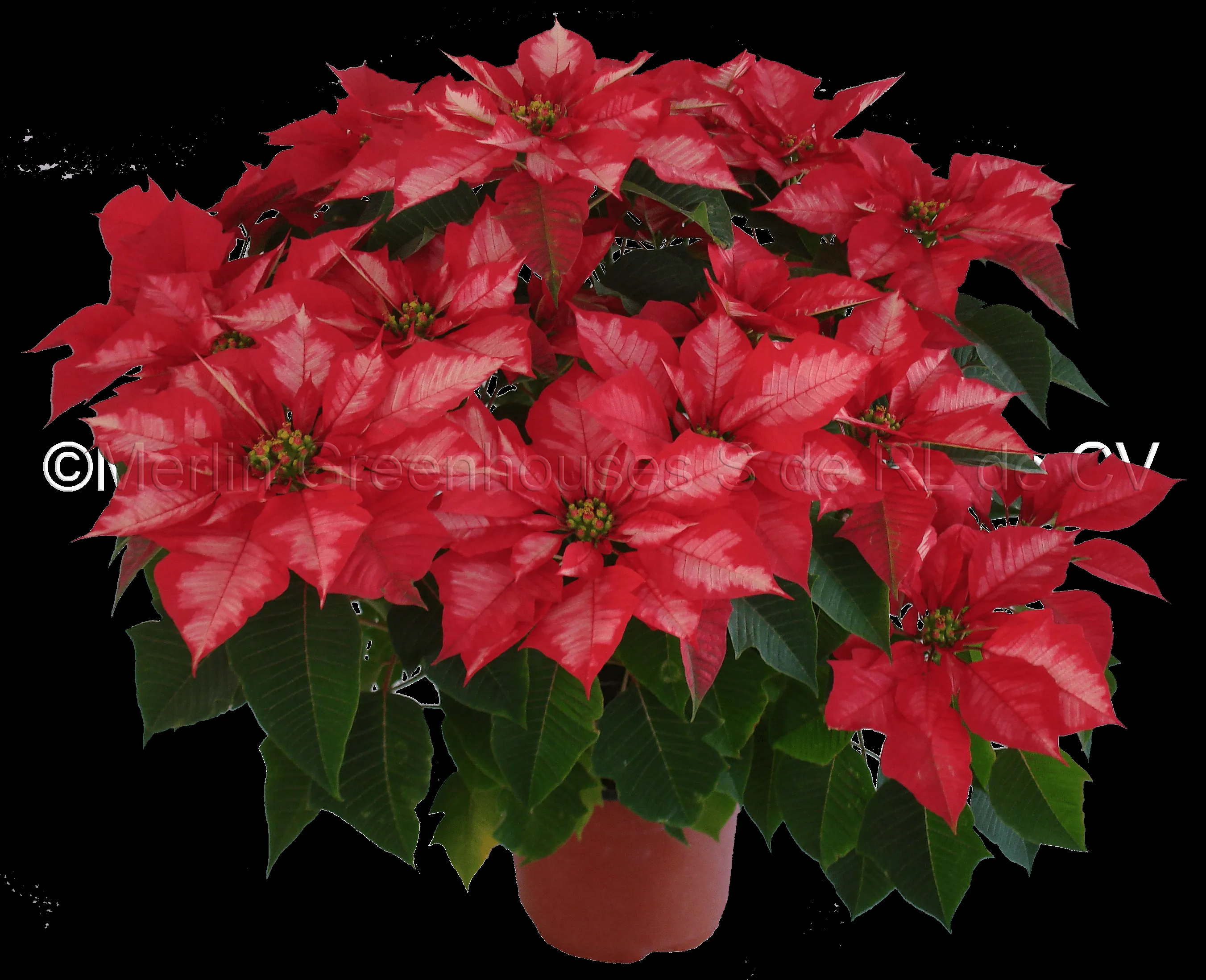 Flor de nochebuena | Flor de nochebuena Sensación. Flor de nochebuena | Flor de nochebuena Sensación.