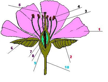originan una nueva planta las flores estan formadas por tres partes ... originan una nueva planta las flores estan formadas por tres partes ...