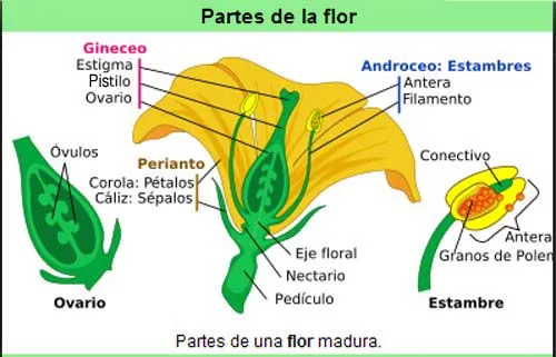 La flor y sus partes para colorear - Imagui