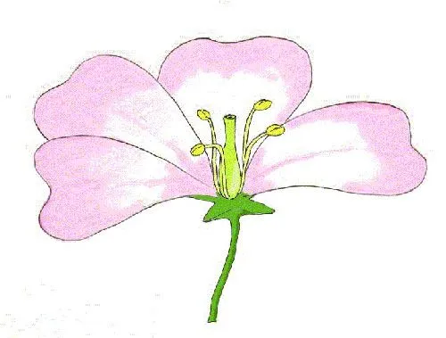 Imagenes de las partes de la flor sin nombres - Imagui