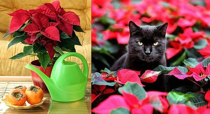 Flor de pascua: cuídala para que te dure muchas Navidades