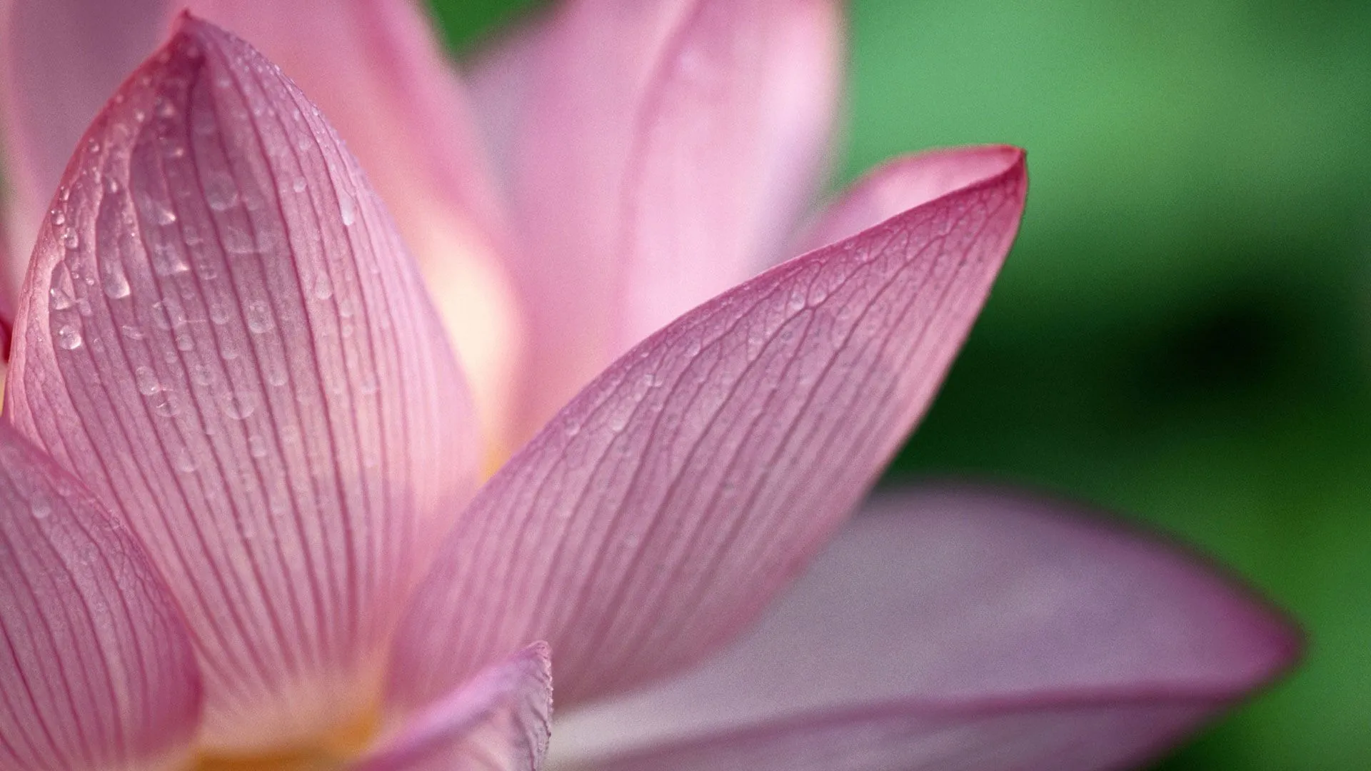 Flor Rosa 1080p HD Wallpapers | Wallpapers HD Flor Rosa 1080p HD Wallpapers | Wallpapers HD