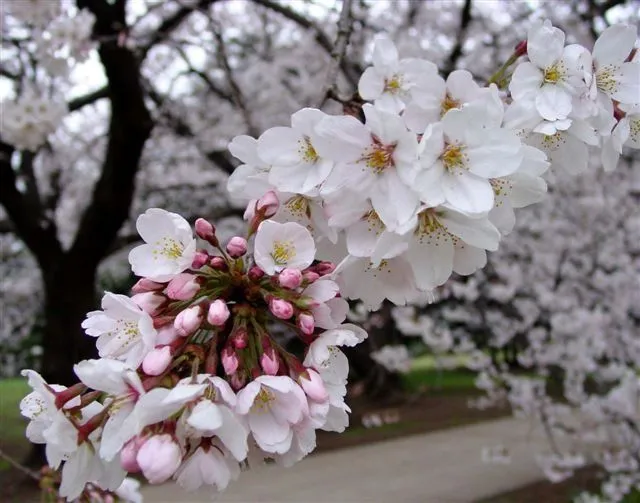Flores sakura - Imagui