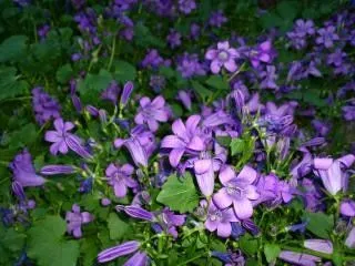 Flor Violeta | Fotos y Vectores gratis