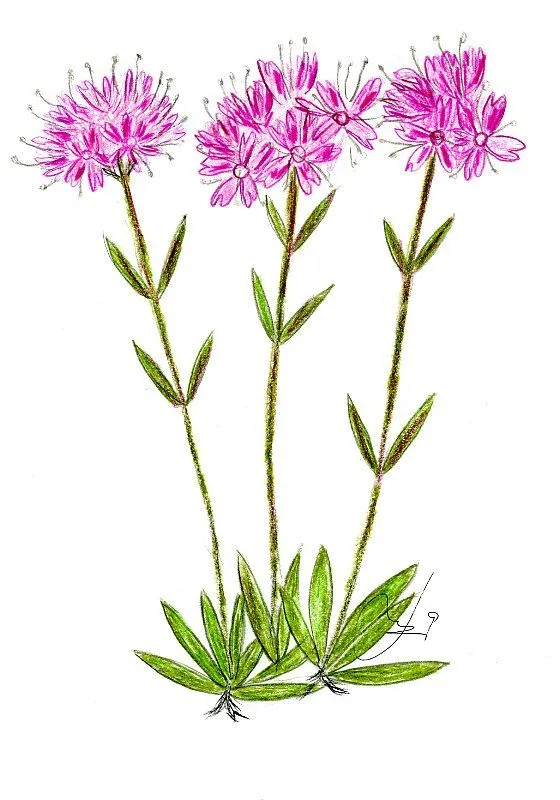 Flora Cantábrica » Blog Archive » DIBUJOS DE LA FLORA CANTABRICA ( Flora Cantábrica » Blog Archive » DIBUJOS DE LA FLORA CANTABRICA (