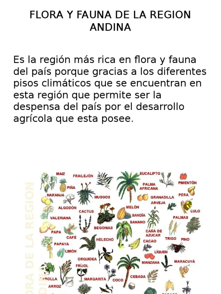 Flora y Fauna de La Region Andina | PDF