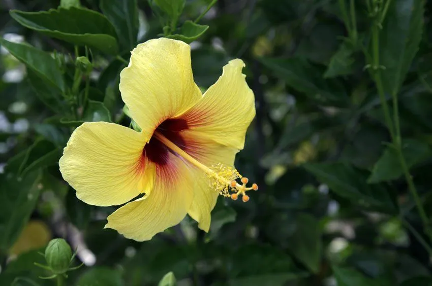 Nombres de flores de hawaii - Imagui