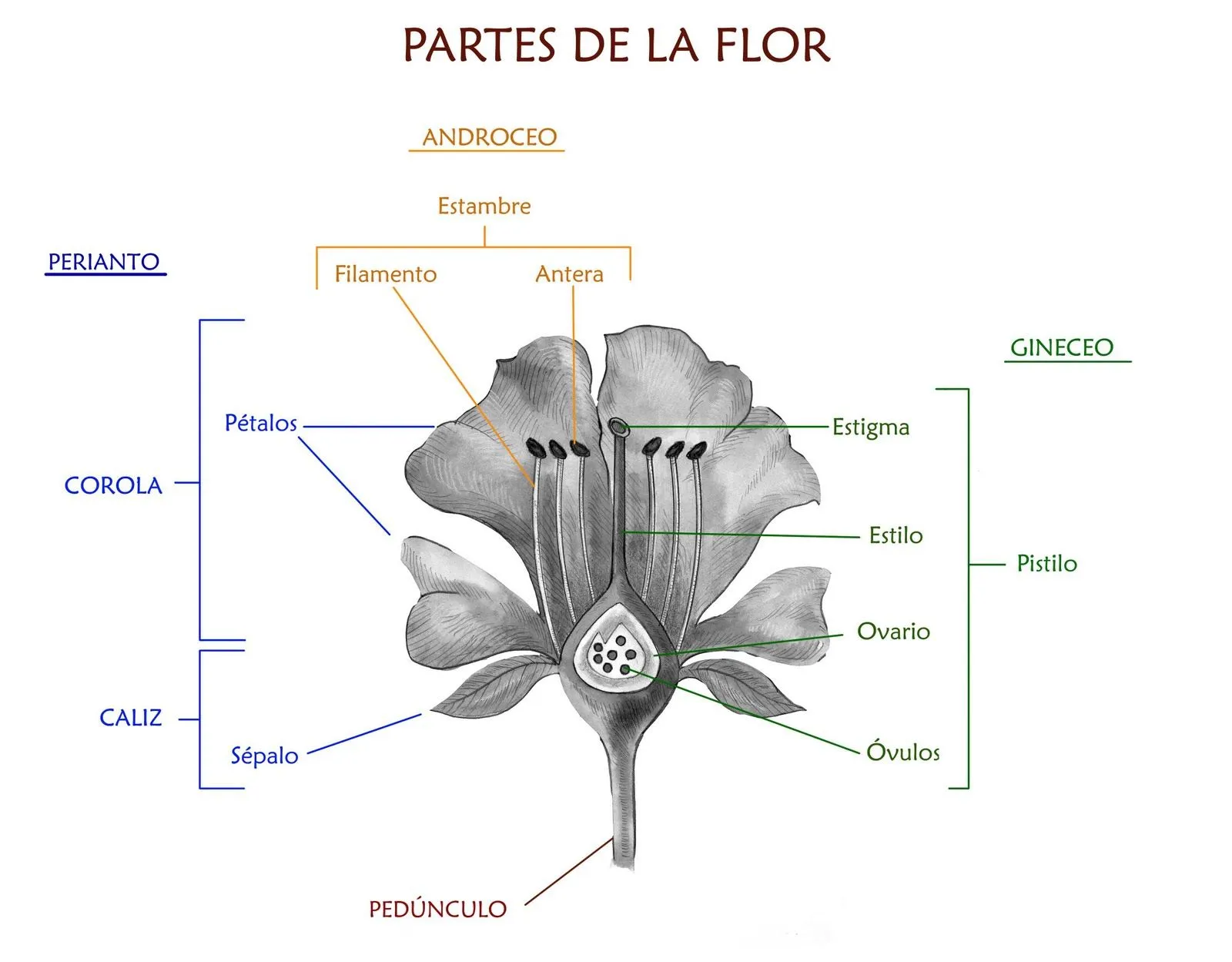 Flora de Talcahuano y Chile: PARTES DE LA FLOR Flora de Talcahuano y Chile: PARTES DE LA FLOR