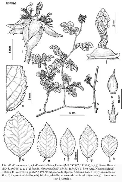 Flora Vascular - Toda la información detallada sobre la Flora ...