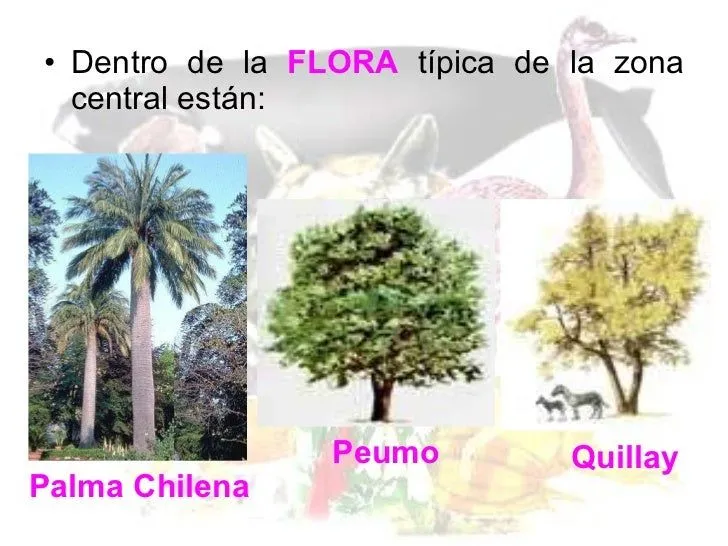 flora-y-fauna-de-chile-9-728. ...