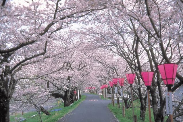 Floración del cerezo en Japón | Splash about