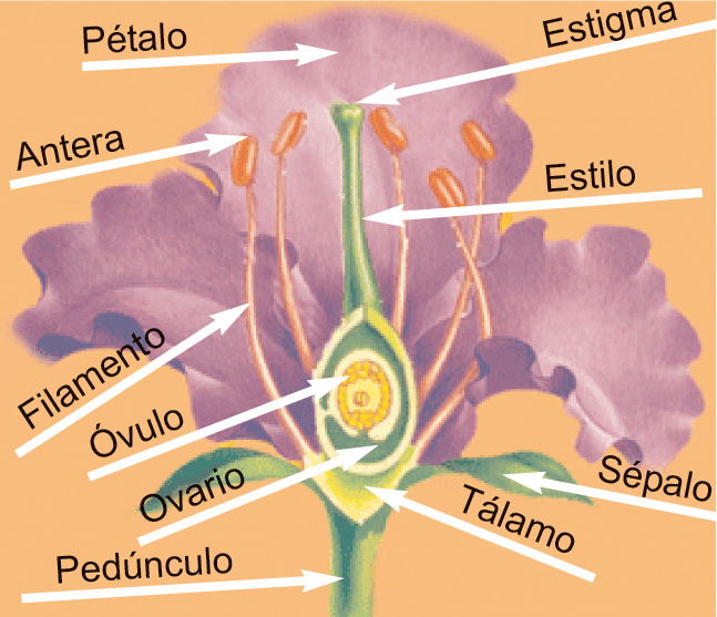 Flor de cayena con sus partes - Imagui