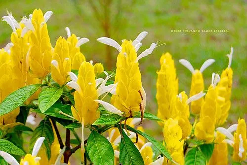 Flores Amarillas | Flickr - Photo Sharing!