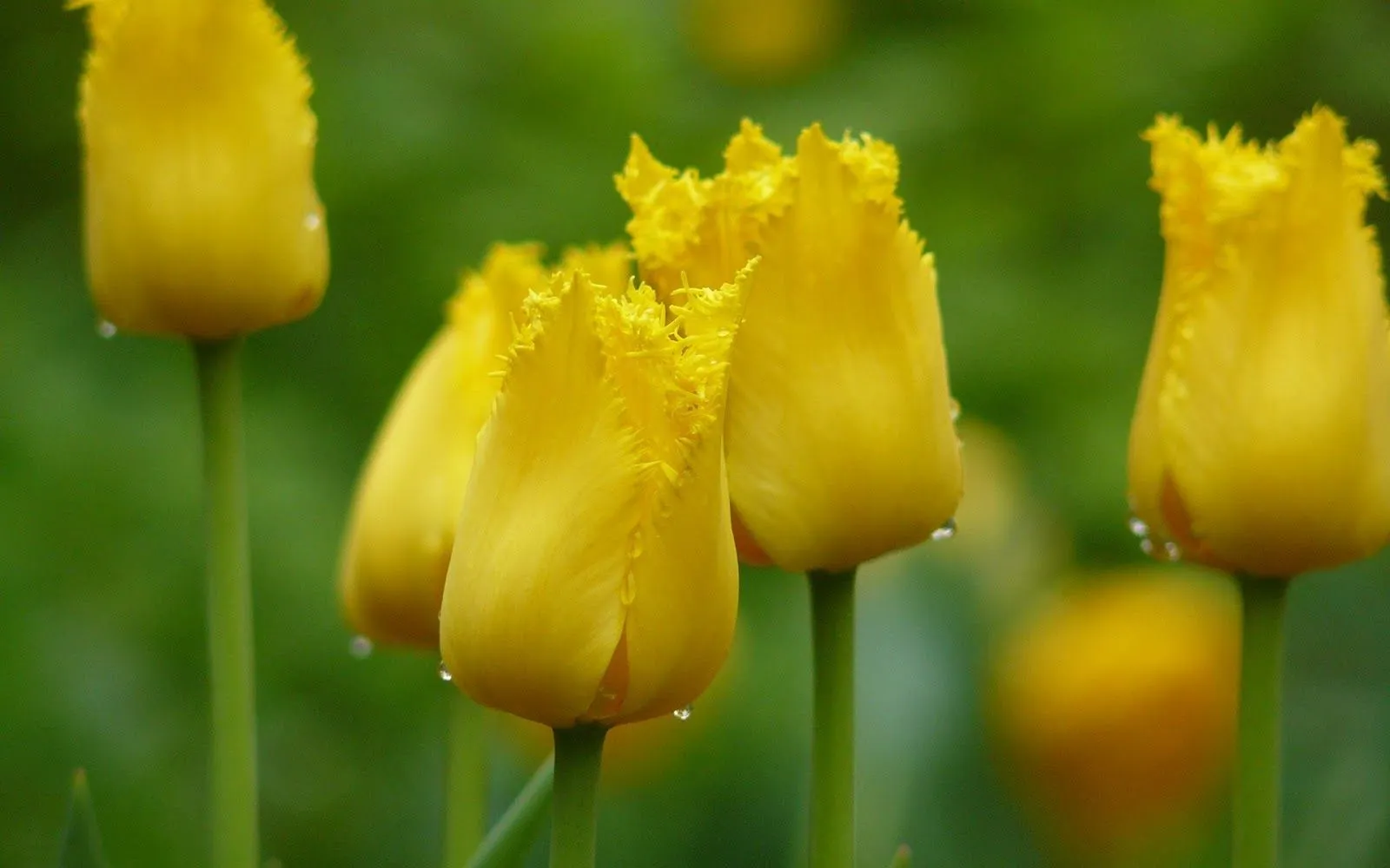 Flores Amarillas en HD - Yellow Flowers | Fotos e Imágenes en ...