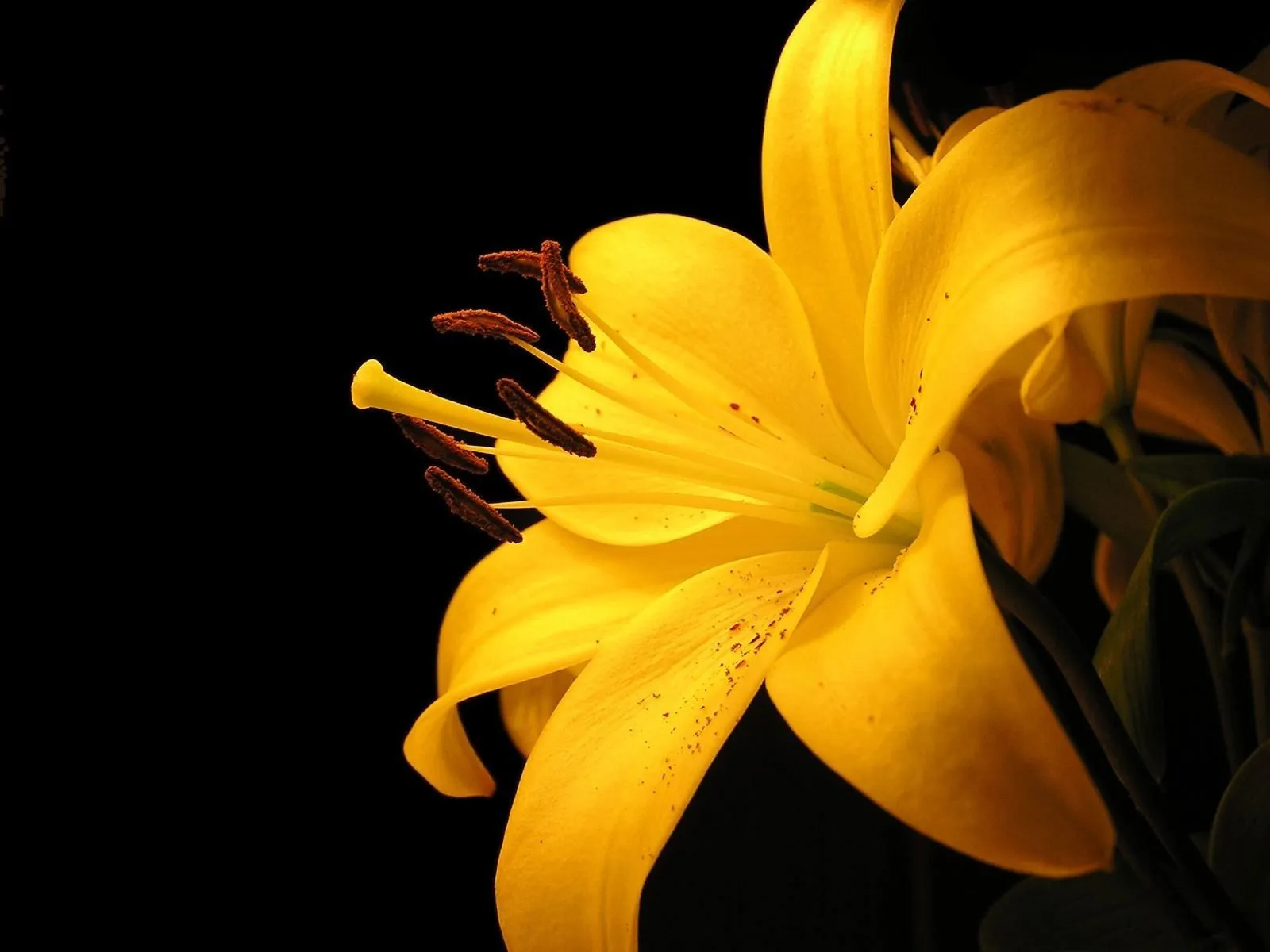 Flores Amarillas en HD - Yellow Flowers | Fotos e Imágenes en ...