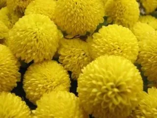 flores amarillas, la naturaleza | Descargar Fotos gratis