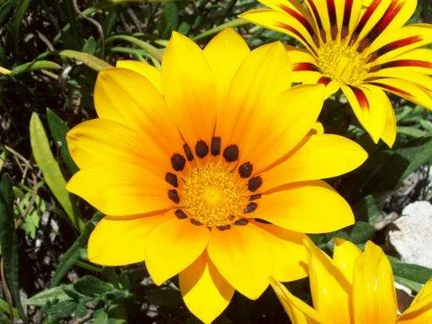 Flores amarillas nombre - Imagui