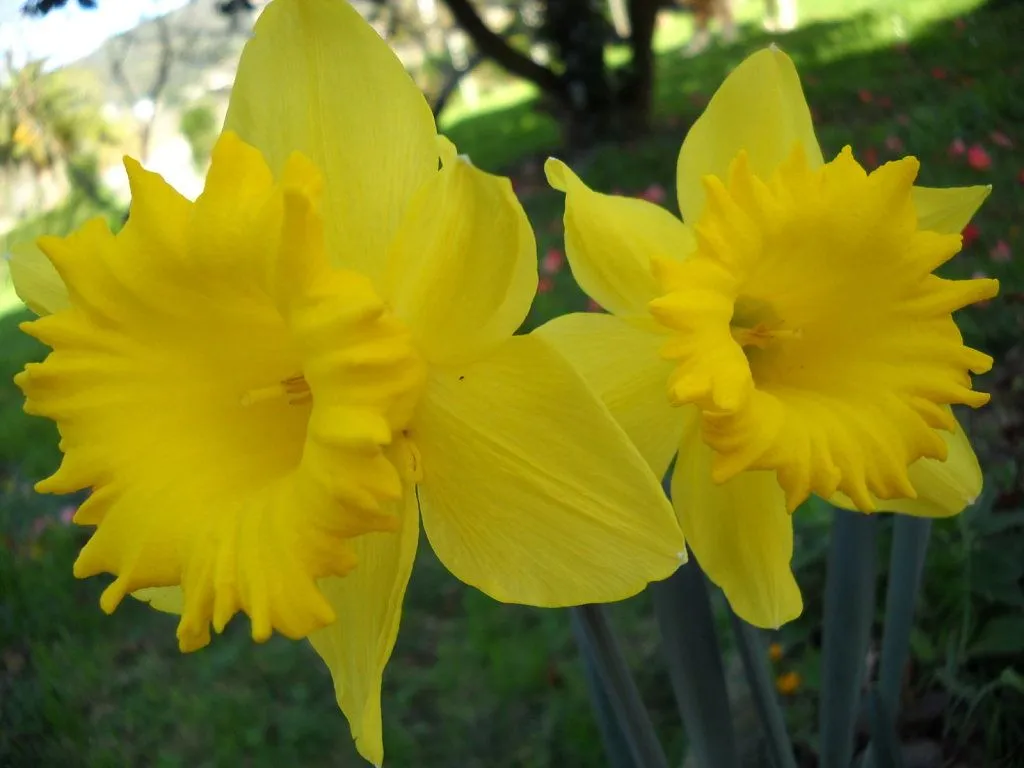 Flores amarillas (pág. 2) | Cuidar de tus plantas es facilisimo.