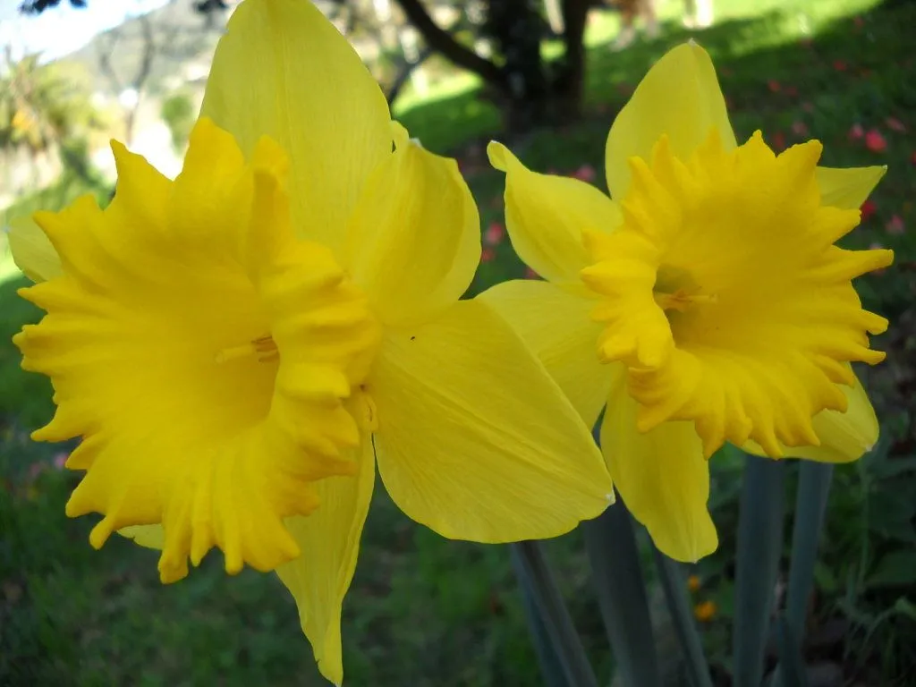 Flores amarillas (pág. 14) | Cuidar de tus plantas es facilisimo. Flores amarillas (pág. 14) | Cuidar de tus plantas es facilisimo.