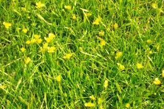 flores amarillas en el pasto | Descargar Fotos gratis