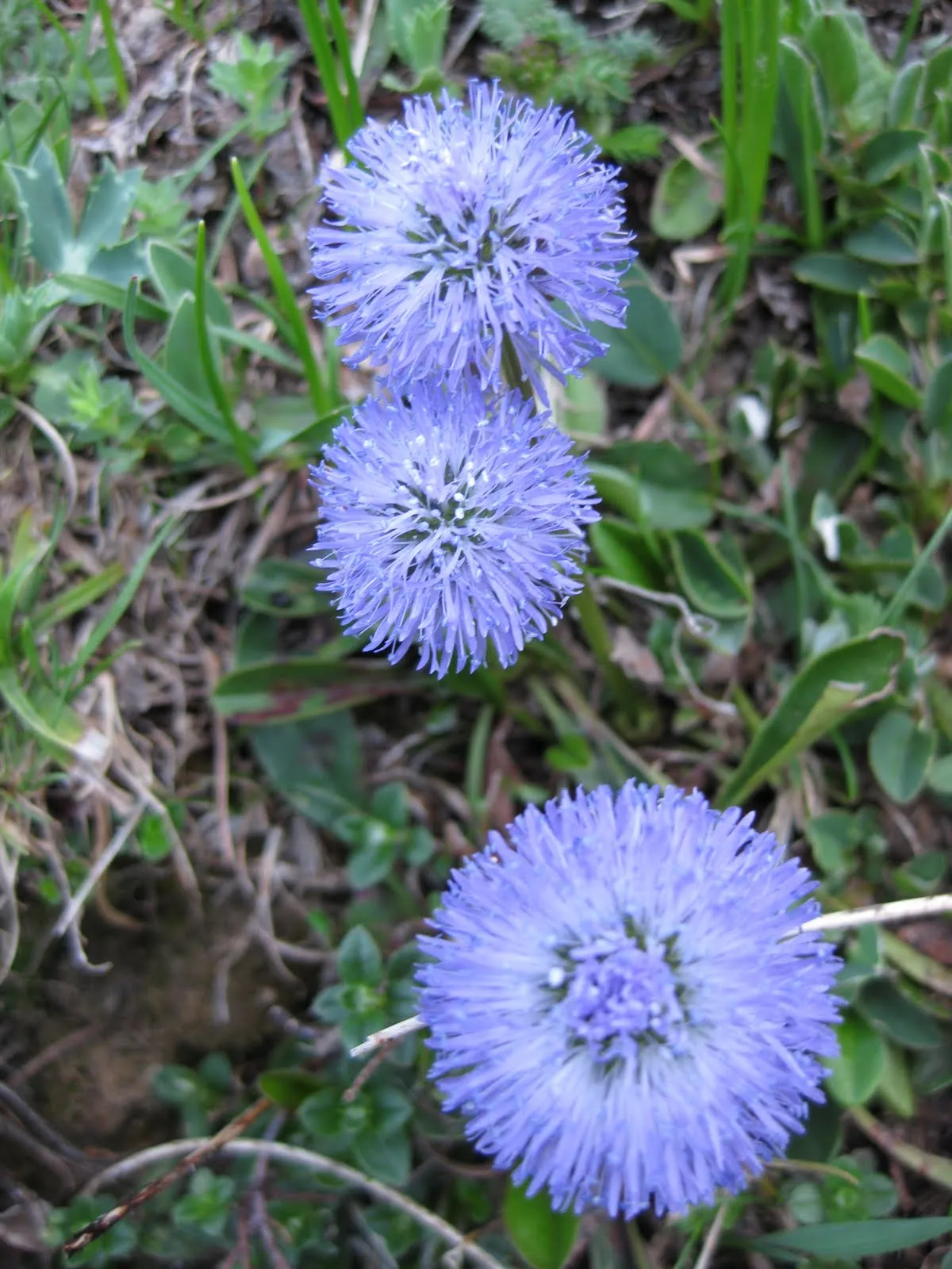 Flores azules (Globularia)