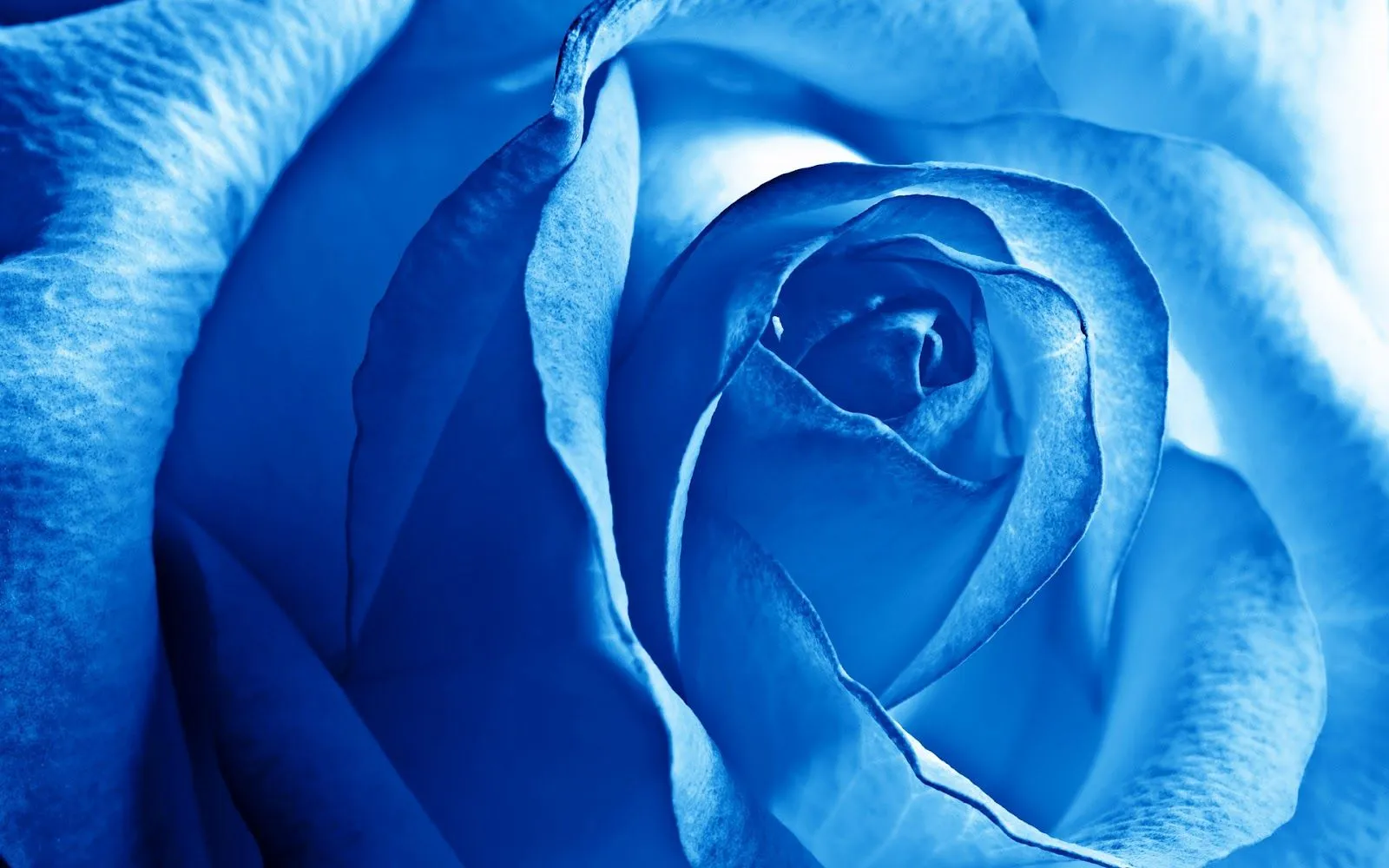 Flores Azules en HD - Blue Flowers | Fotos e Imágenes en FOTOBLOG X